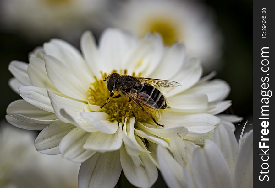 Bee Collecting Pollen From A White Chrysanthemum