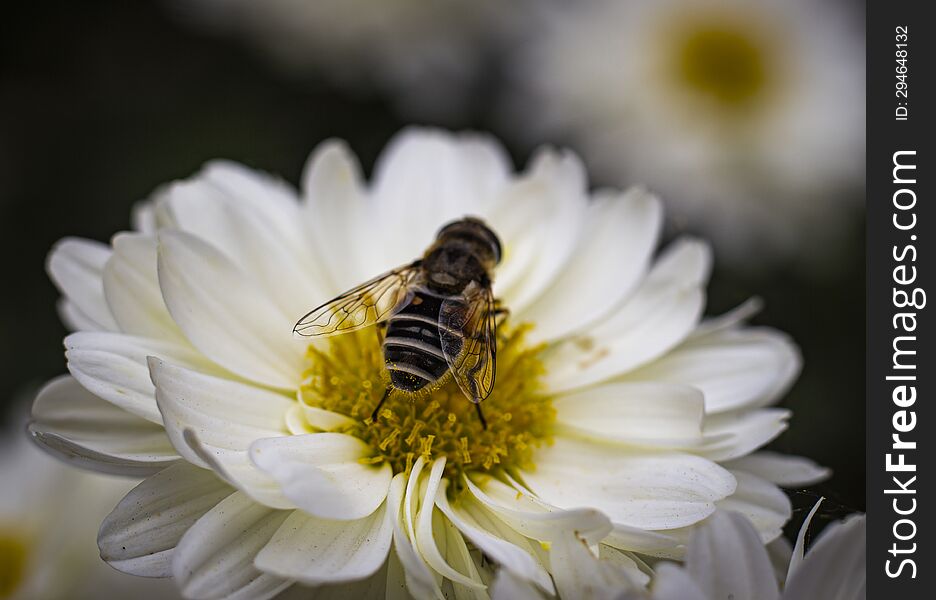 Bee Collecting Pollen From A White Chrysanthemum