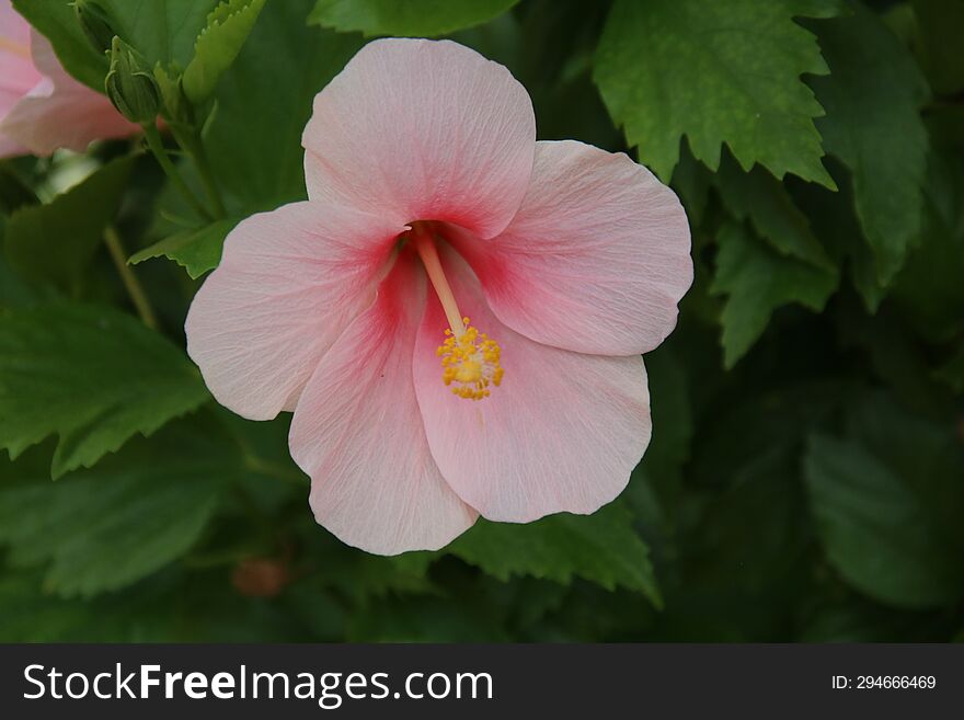 A Pink Flower In A Garden In Vietnam.