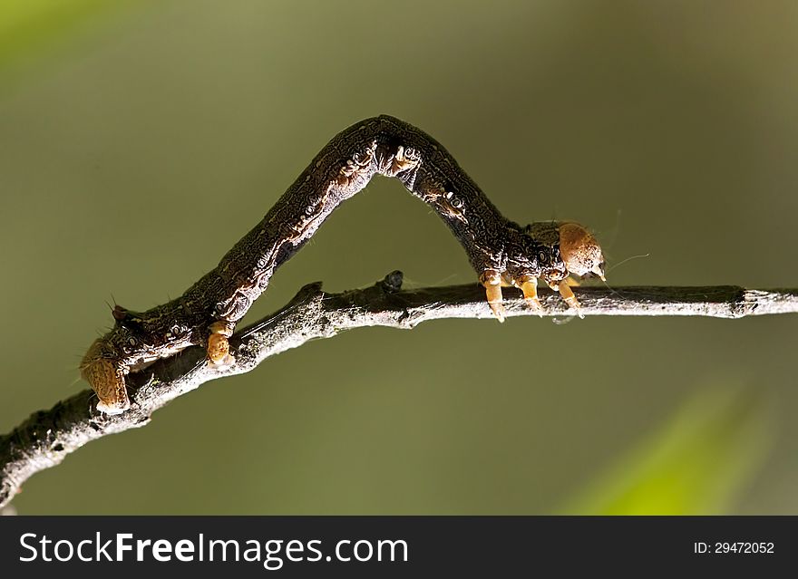 Caterpillar climbing