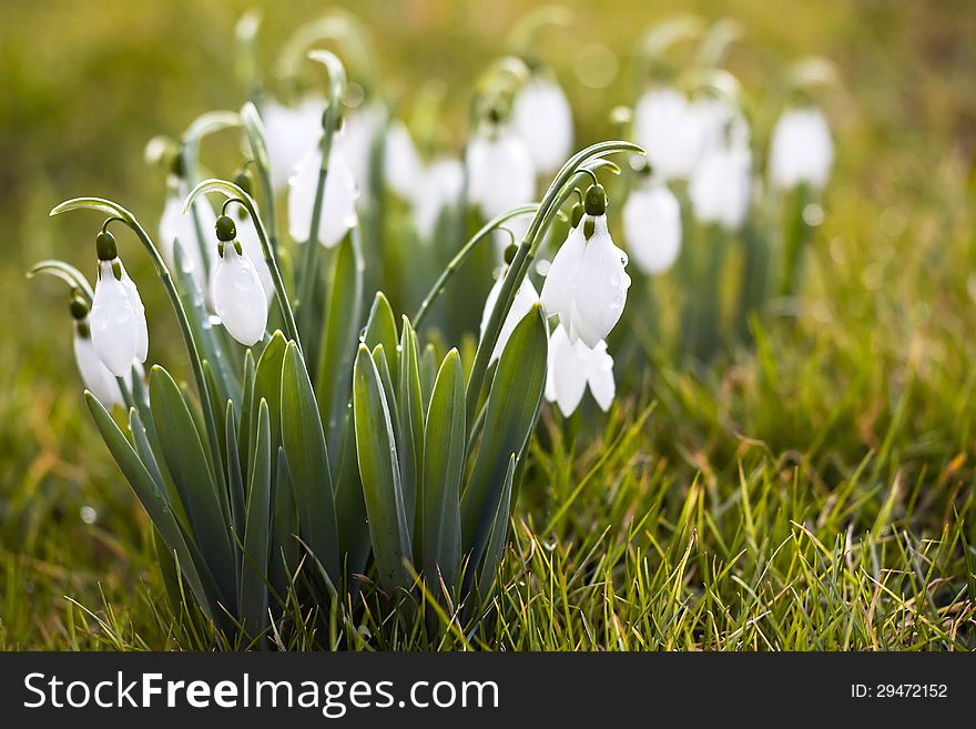 Beautiful white snowdrops