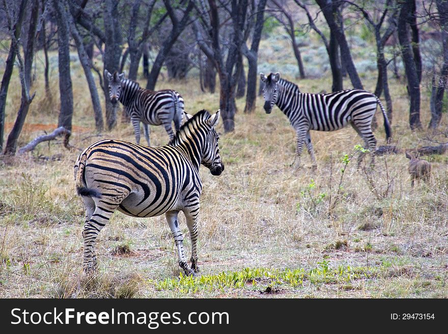 Zebras in South African bush. Zebras in South African bush