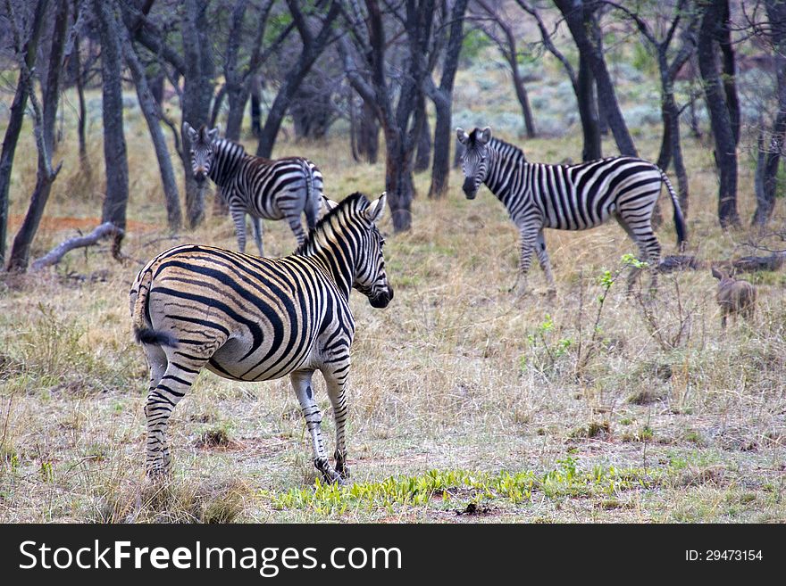 Zebras In The Wild