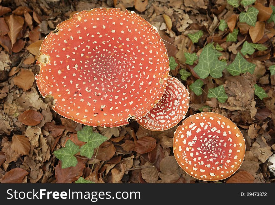 Fly agaric mushrooms in the forest