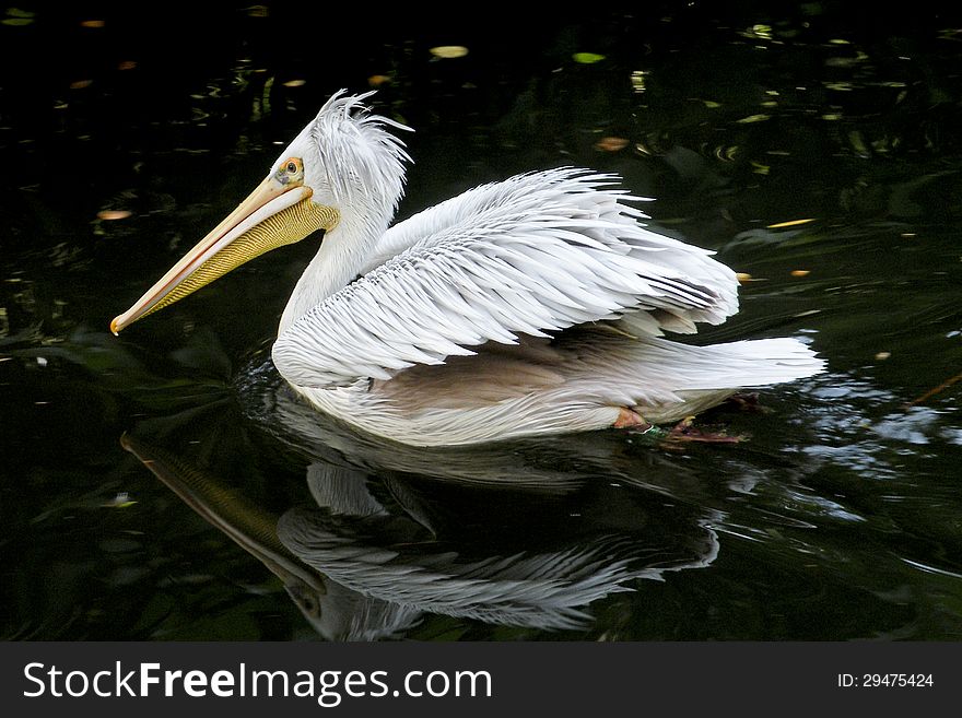White pelican reflecting in water