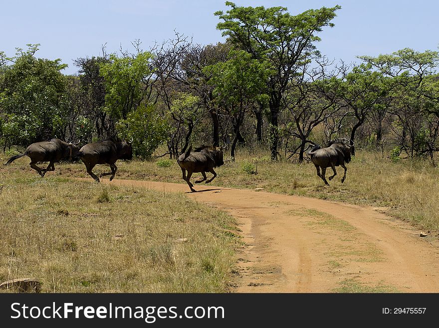 Wildebeast jumping in South Africa. Wildebeast jumping in South Africa