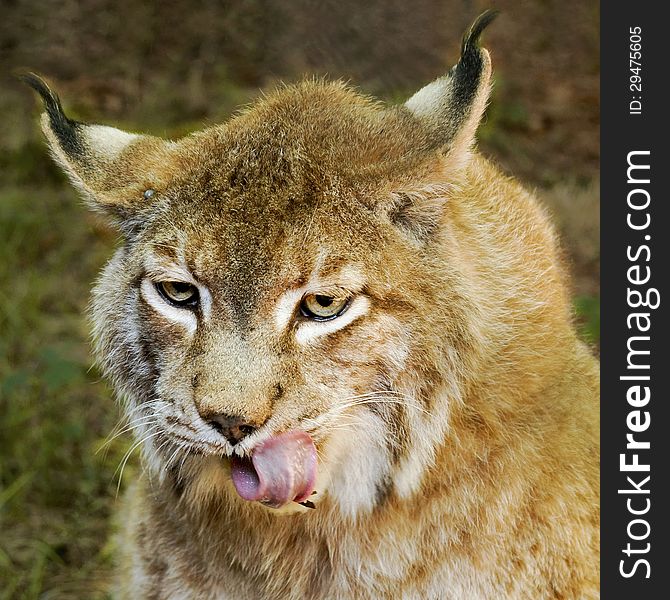 Lynx licking after his meal