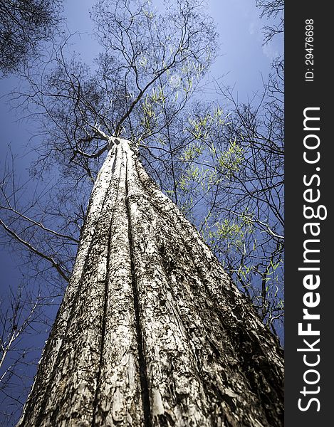 Big tree worm view in summer Phu kradung Thailand .