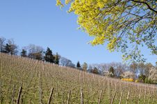 Vineyard Royalty Free Stock Photo Vineyard Royalty Free Stock Photo