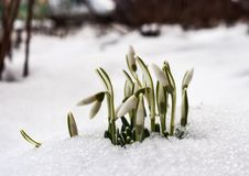 First Snowdrops In February Outdoor Royalty Free Stock Photos