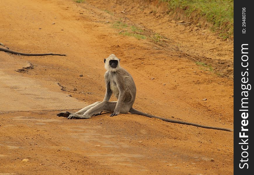 Female monkey sitting on the rural road