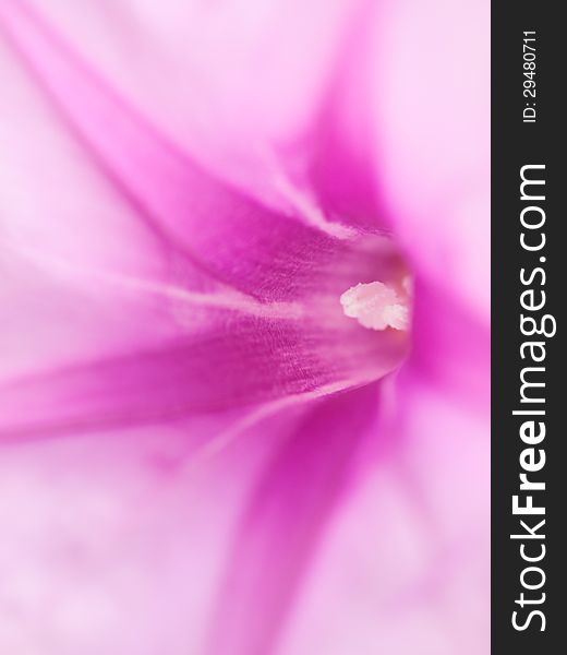 Beautiful pink flower close up