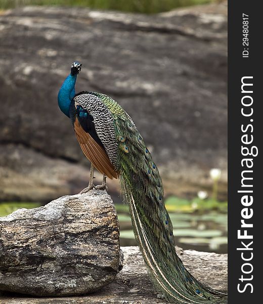 Peacock sitting on the big stone