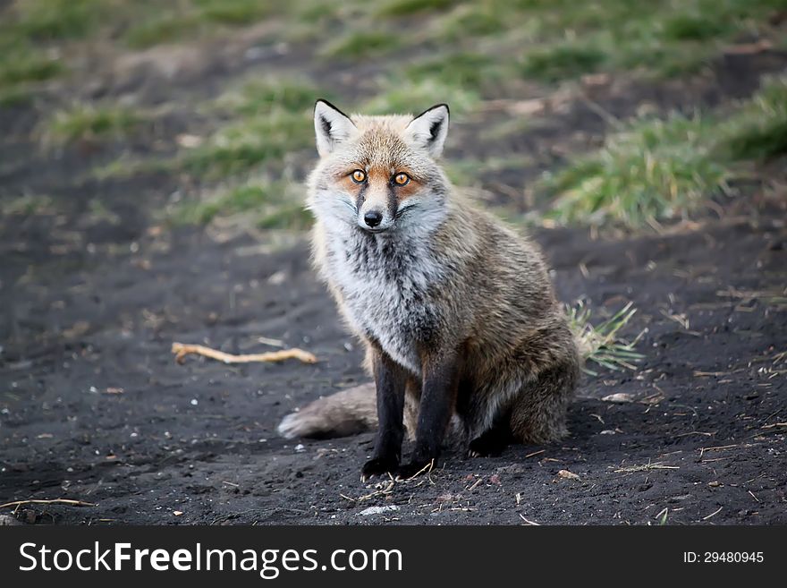 Photo of fox on Etna