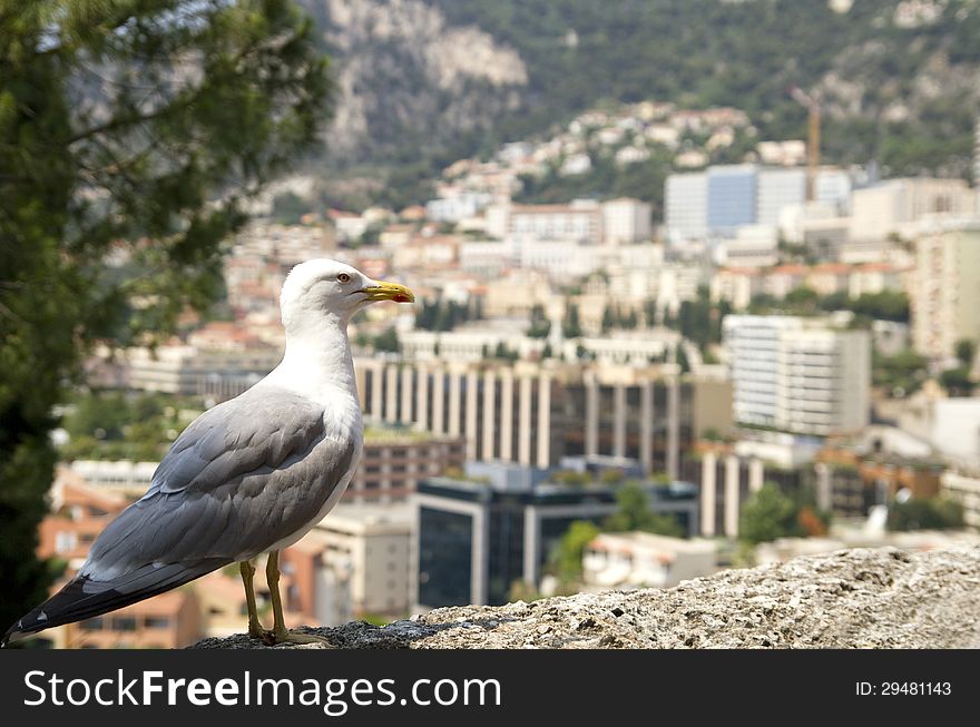 Albatross with Monte Carlo background, Monaco . Albatross with Monte Carlo background, Monaco .