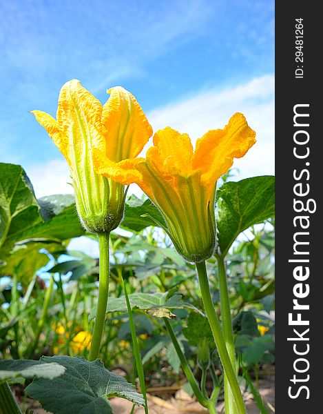 Pure Pumpkin Flower