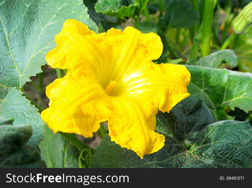 Fresh yellow pumpkin flower in nature. Fresh yellow pumpkin flower in nature