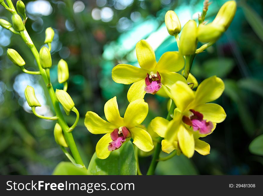 Yellow/pink Orchid in nature