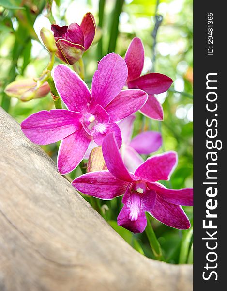 Isolate pink Orchid in nature