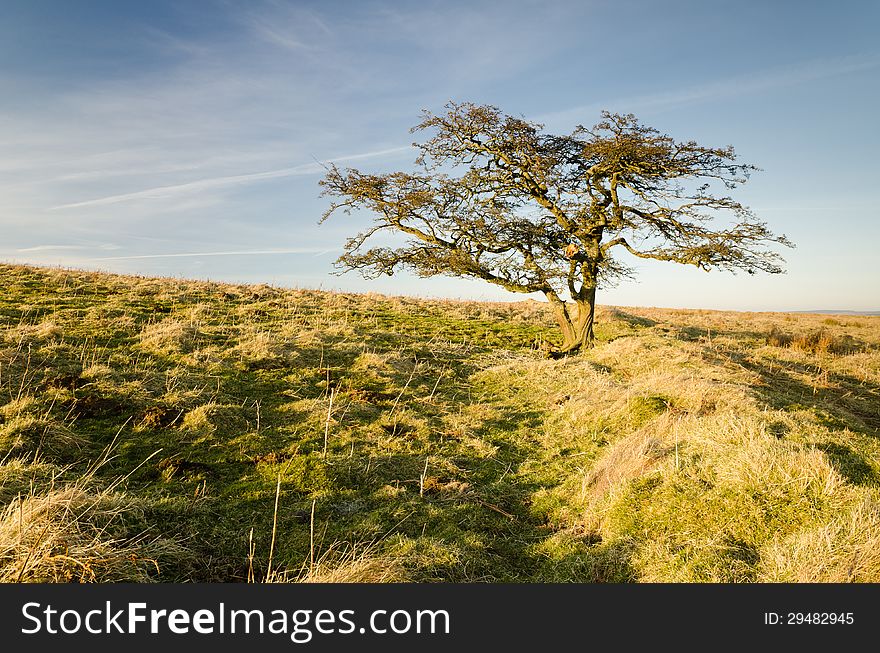 Single winter tree on the moorland of Simonside Hills in Northumberland National Park. Single winter tree on the moorland of Simonside Hills in Northumberland National Park