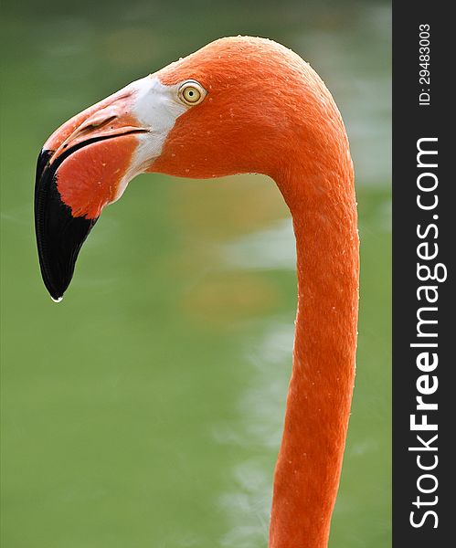 Head and neck of coral flamingo with yellow eye and dew on a black beak against a green background