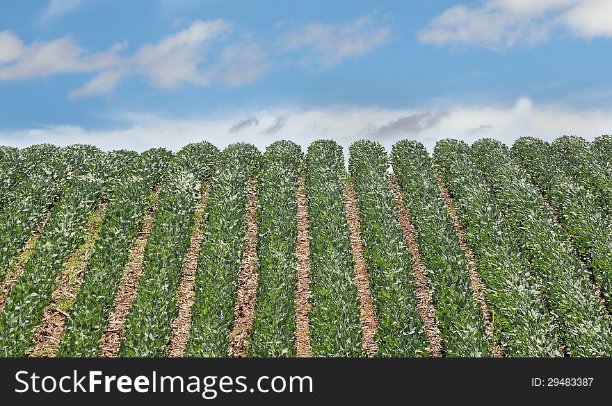 Rows of green soybean plants going over a hill. Rows of green soybean plants going over a hill