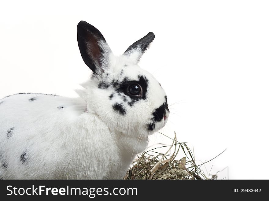 Spotty rabbit and hay on a white background