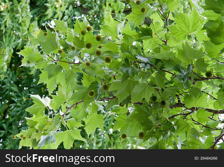 Closeup of a chestnut tree