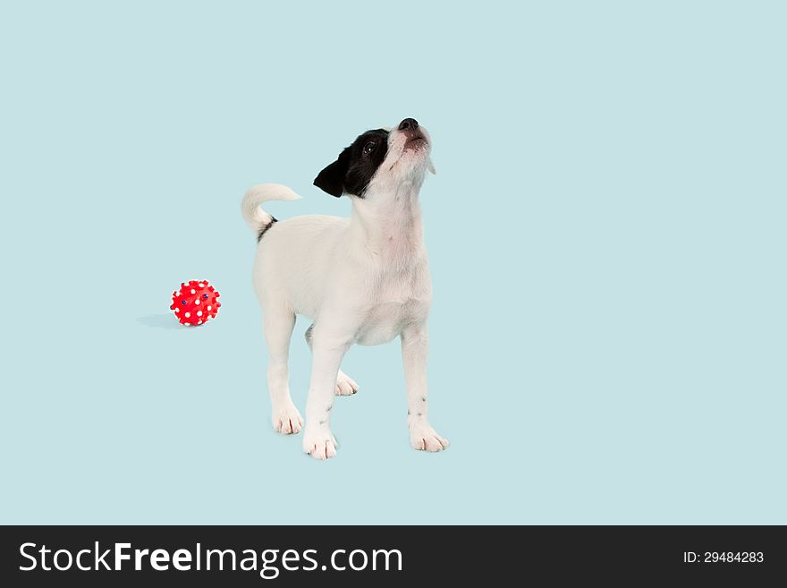 Jack Russell Terrier puppy over light blue background