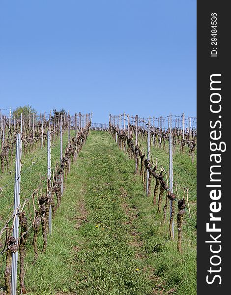 Vineyard in spring - outdoor shot