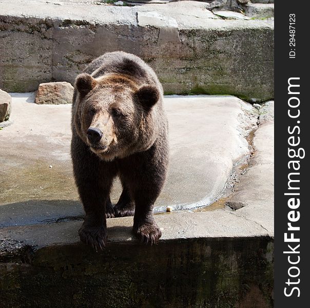 Big brown bear in city zoo on sunny summer day