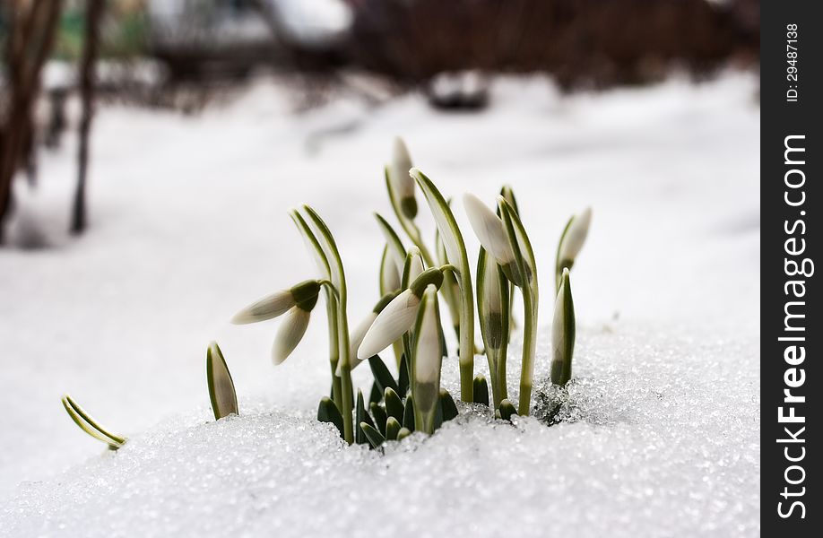 First Snowdrops In February Outdoor