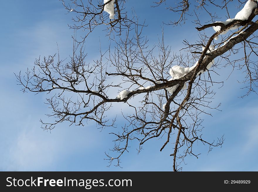 Snow-covered oak branch on blue sky background, winter sunny day. Snow-covered oak branch on blue sky background, winter sunny day