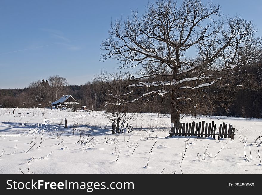 Bare oak tree on the village outskirts, broken fence, winter sunny day. Bare oak tree on the village outskirts, broken fence, winter sunny day