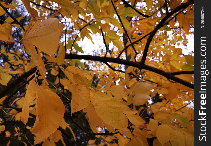 Autumn seasonal vibrant leaves, foliage details.