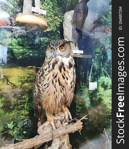 Giant Owl at Natural Museum of Zakynthos, Greece