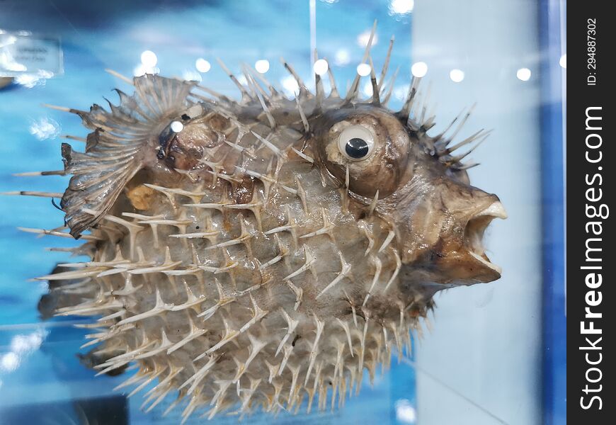 The Balloon Fish At Natural Museum Of Zakynthos Island, Greece