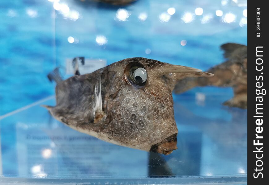 Weird Fish at the Natural Museum in Zakynthos Island, Greece