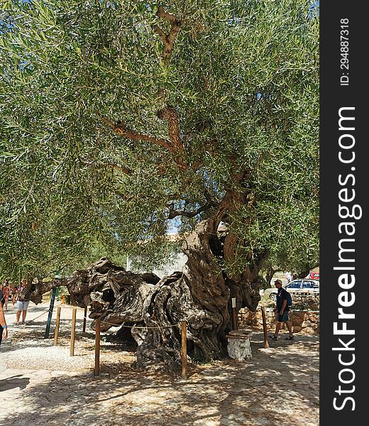 The Oldest Olive Tree On Earth, Zakynthos, Greece