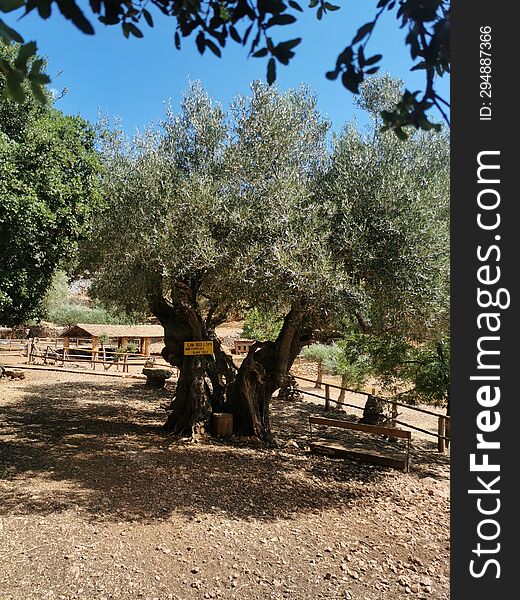 Old Olive Tree in conservation park on the island of Zakynthos, Greece