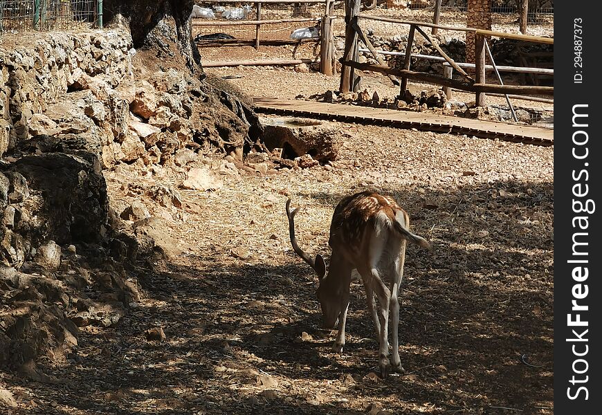 Lonely Deer in conservation park on the island of Zakynthos, Greece