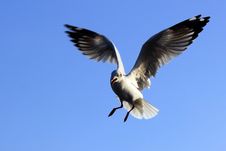 Flying Seagull Royalty Free Stock Image