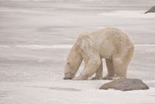 Snow Covered Polar Bear Gnawing On Ice Stock Images Snow Covered Polar Bear Gnawing On Ice Stock Images