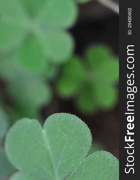 Clover leaves with selective focus for a soft background. Clover leaves with selective focus for a soft background.