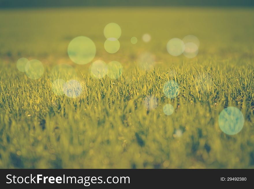 Shot of green background with grass. Shot of green background with grass.