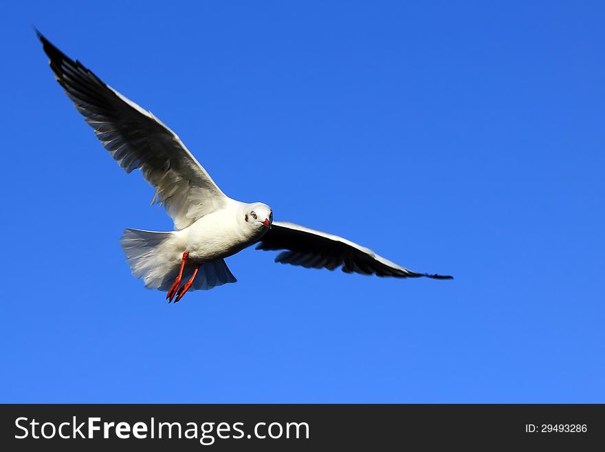 Seagull Flying Against the Beautiful Sky. Seagull Flying Against the Beautiful Sky