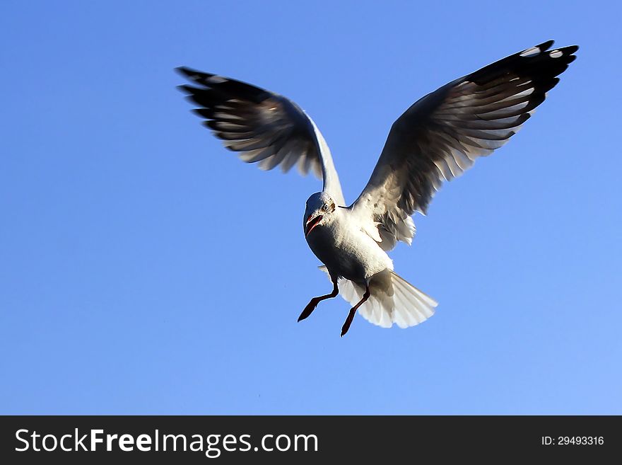 Seagull Flying Against the Beautiful Sky. Seagull Flying Against the Beautiful Sky