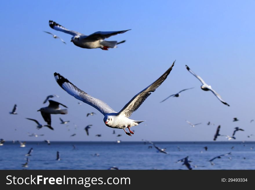 Group of Seagulls Flying over the sea. Group of Seagulls Flying over the sea