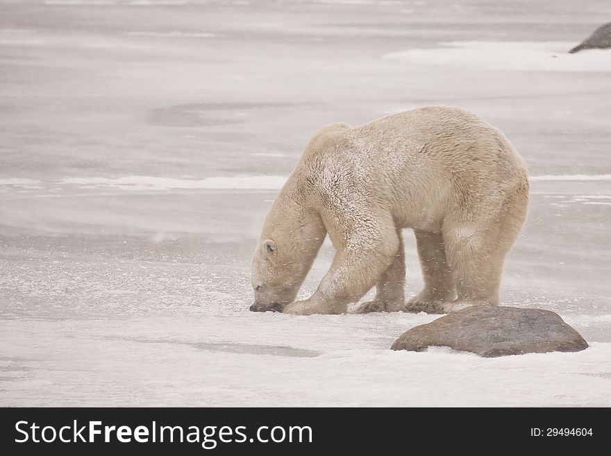 During a snow storm, a hungry snow-covered polar bear ventured out onto the iced over lake to paw and gnaw for smelt. During a snow storm, a hungry snow-covered polar bear ventured out onto the iced over lake to paw and gnaw for smelt.