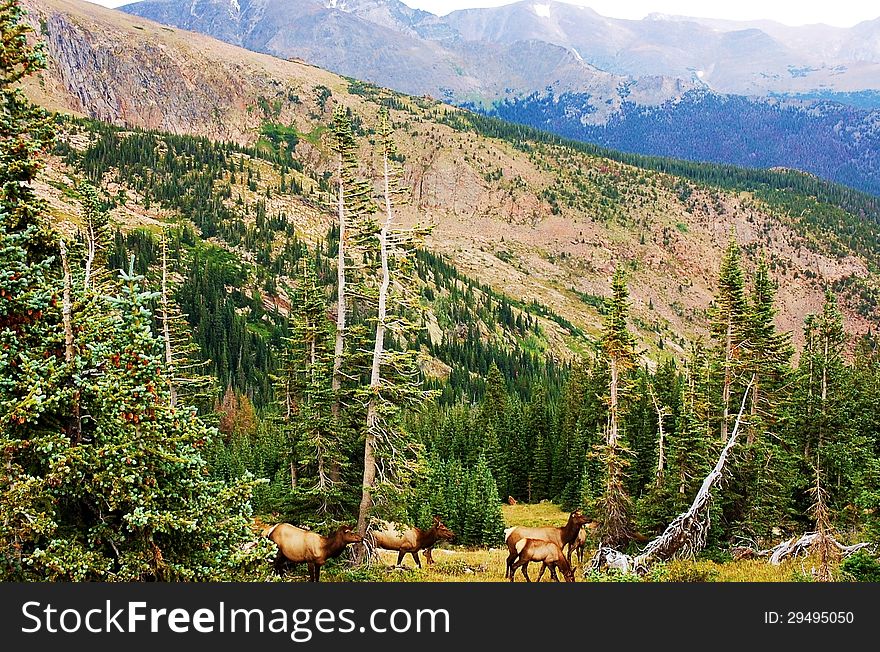 Family of wild elks in the rocky mountains of Colorado. Family of wild elks in the rocky mountains of Colorado